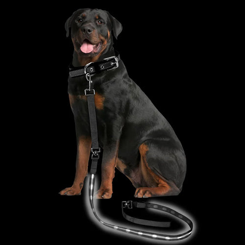 Dog Leash for Night Walking