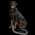 Dog Leash for Night Walking