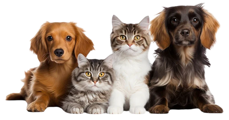 Pets